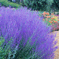 Перовския Литл Спаер / Perovskia atriplicifolia Little Spire