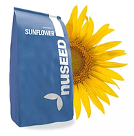 Насіння соняшника Nuseed Н4Х505 CL (високоолеїновий)