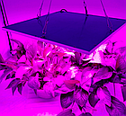 Професійна підвісна фітопанель для рослин 40Вт, 325х325х10мм повний спектр, фото 10