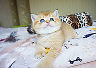 Котенок шотландская прямоухая шиншилла, рожден 21.11.2020 в питомнике Royal Cats. Украина, Киев