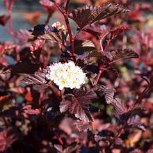 Пухироплідник калинолистий Шух / Physocarpus Schuch / С3