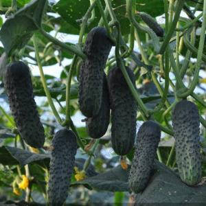 ЛЮТОЯР F1 / LUTOYAR F1, 500 насінин — партенокарпічний огірок, Yuksel Seeds, фото 2