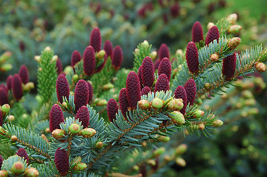 Ялина корейська Nakai 2 річна, Ялина корейська Накаї, Picea koraiensis Nakai, фото 1
