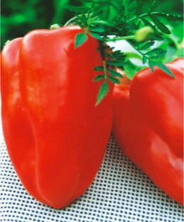 Насіння перцю Антей