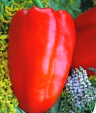 Насіння перцю Атлант, фото 1