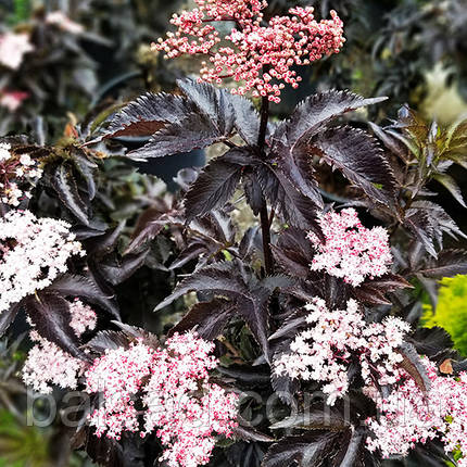 Бузина чорна Блек Тауер / Sambucus nigra Black Tower, фото 3