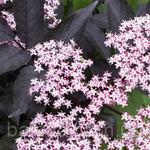 Бузина чорна Блек Тауер / Sambucus nigra Black Tower, фото 4