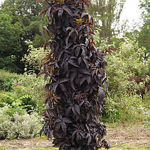 Бузина чорна Блек Тауер / Sambucus nigra Black Tower