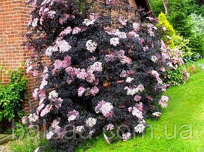 Бузина чорна Блек Тауер / Sambucus nigra Black Tower, фото 5