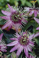 Пассіфлора (Маракуя) Victoria 2 річна, Пассіфлора (Маракуя) Вікторія, Passiflora x violacea Victoria, фото 3