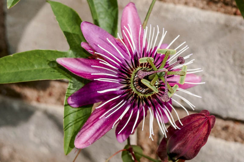 Пассіфлора (Маракуя) Victoria 2 річна, Пассіфлора (Маракуя) Вікторія, Passiflora x violacea Victoria