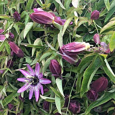 Пассіфлора (Маракуя) Victoria 2 річна, Пассіфлора (Маракуя) Вікторія, Passiflora x violacea Victoria, фото 6