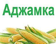 Насіння Кукурудзи ДН АДЖАМКА ФАО 320 2019 р.в.(24,3кг)