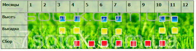 висів збір насіння конюшини