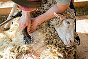 Яку вибрати машинку для стрижки овець?
