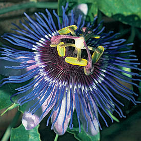 Пассіфлора (Маракуя) Purple Haze 2 річна, Пассіфлора (Маракуя) Пурпл Хейз, Passiflora x violacea Purple Haze