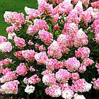 Саджанці Гортензії волотистої Пінкі Вінкі (Hydrangea paniculata Pinky Winky) Р9, фото 2