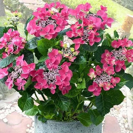 Гортензія крупнолиста Rotkehlchen 3 річна, Гортензія крупнолиста Роткелчен, Hydrangea macrophylla Rotkehlchen