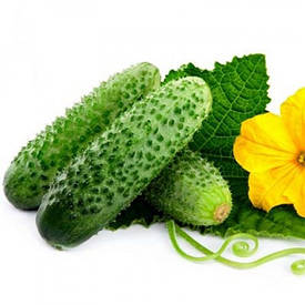 Насіння огірків