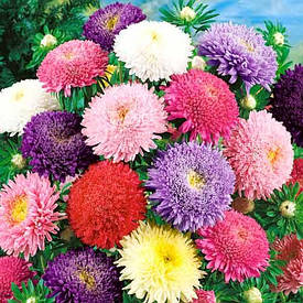 Насіння айстр