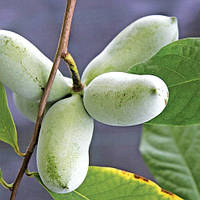 Саджанці Азимини трилопостна Трилоба (Сіянець) (бананове дерево) двопола, морозостійка, великоплідна