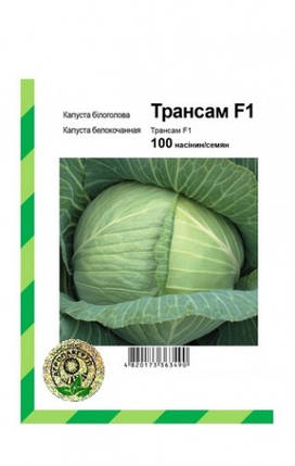 Насіння капусти Трансам F1,100 насінин — пізня (128 днів), для зберігання до 6 місяців, Bejo, фото 2