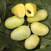 Саженцы Азимины трибола Прима 1216(Сеянец)(банановое дерево) - самоопыляемая, морозостойкая, крупноплодная
