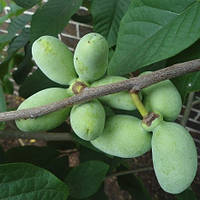 Саженцы Азимины трилоба Пау Пау"(Сеянец)(Pau pau) (банановое дерево) - двуполая, морозостойкая, крупноплодная