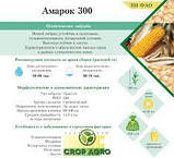 Насіння кукурудзи АМАРОК 300 (ФАО 330), ВНІС, фото 3