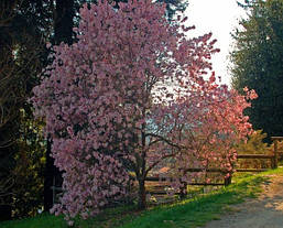 Магнолія Лебнера Leonard Messel 0,8-1м, Магнолія Лебнера Леонард Мессел, Magnolia Loebneri, фото 3