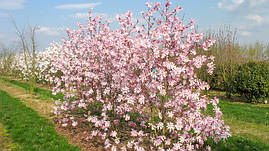 Магнолія Лебнера Leonard Messel 0,8-1м, Магнолія Лебнера Леонард Мессел, Magnolia Loebneri, фото 2