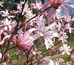 Магнолія Лебнера Leonard Messel 0,8-1м, Магнолія Лебнера Леонард Мессел, Magnolia Loebneri, фото 3