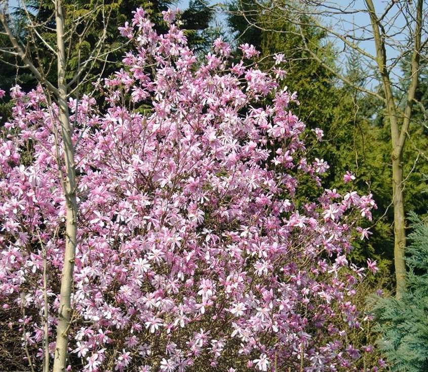 Магнолія Лебнера Leonard Messel 0,8-1м, Магнолія Лебнера Леонард Мессел, Magnolia Loebneri