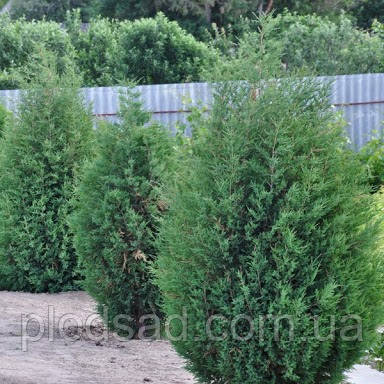 Віргінський ялівець 1 л