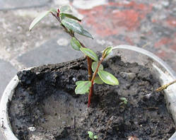 Верба повзуча Нітіда. Вкорінені живці в контейнерах Д5.