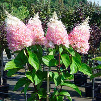 Саженцы Гортензии метельчатой Пинки Винки (Hydrangea paniculata Pinky Winky) Р9