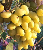 Виноград ранній Бананас