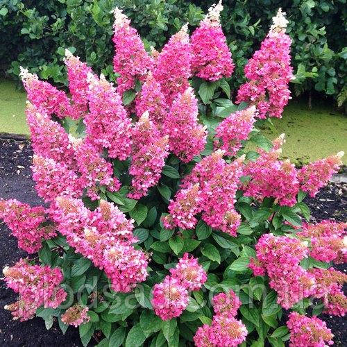 Гортензія вилотиста Пінкі Вінкі (Hydrangea paniculata Pinky Winky) 2 л