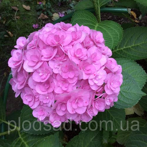 Гортензія великолиста Silky Pink С5