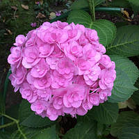 Гортензія великолиста Silky Pink C2