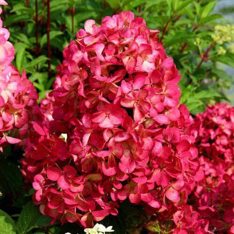 Гортензія метельчата Diamant Rouge 2 річна, Гортензія волотиста Даймонд Руж, Hydrangea paniculata Renhy, фото 1