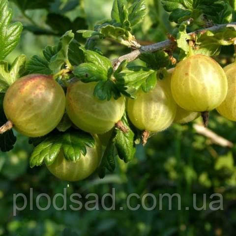 Аґрус штамбовий Роднік