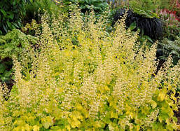 Гейхера Lime Rickey 1 рік, Гейхера Лайм Рікей, Heuchera Lime Rickey, фото 4