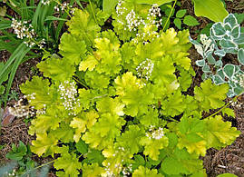 Гейхера Lime Rickey 1 рік, Гейхера Лайм Рікей, Heuchera Lime Rickey, фото 3