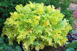 Гейхера Lime Rickey 1 рік, Гейхера Лайм Рікей, Heuchera Lime Rickey, фото 2