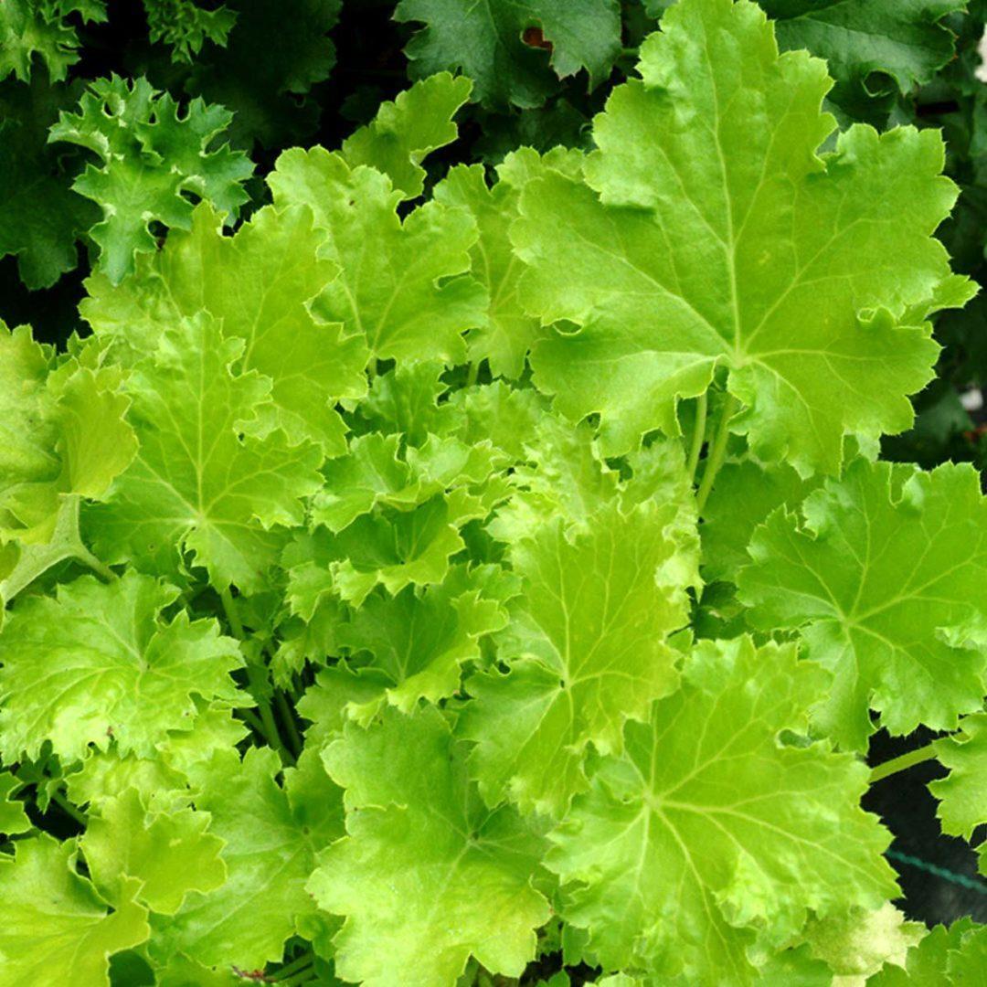 Гейхера Lime Rickey 1 рік, Гейхера Лайм Рікей, Heuchera Lime Rickey