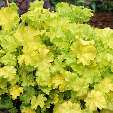 Гейхера Lime Rickey 1 рік, Гейхера Лайм Рікей, Heuchera Lime Rickey, фото 5
