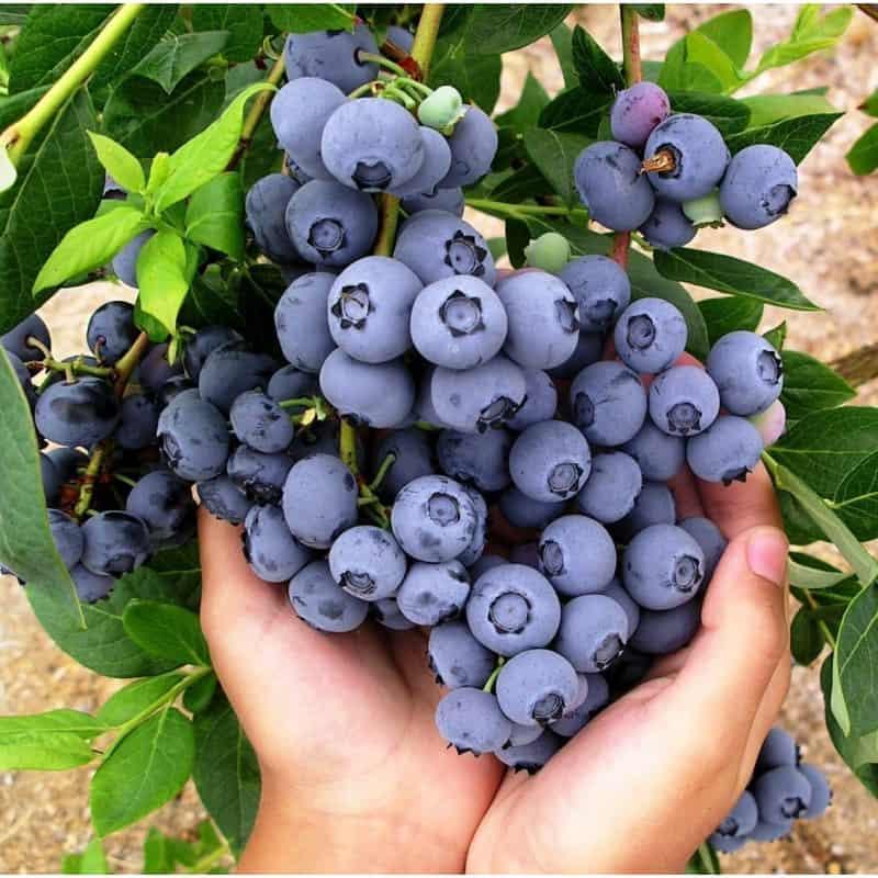 Саджанці лохини Дюк 1 річні, конт. Р9