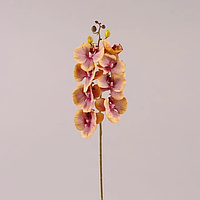 Квітка Орхідея Фаленопсис бордово-жовта, H77 cм