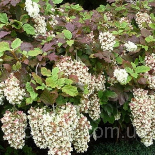 Гортензія дуболиста Black Porch 2 л